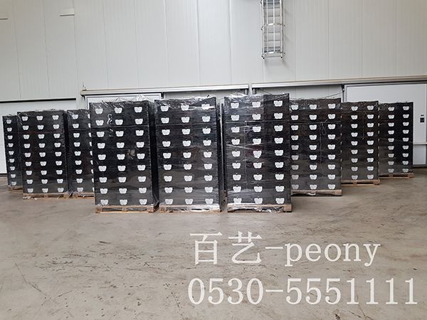 等待裝車的切花芍藥種苗