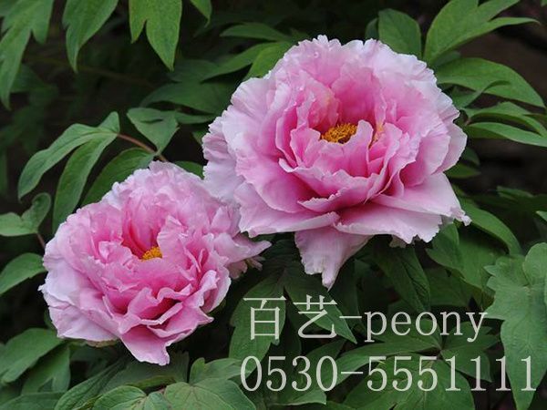 牡丹的種子如何快速發芽