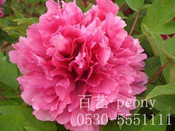 春季應該怎么對牡丹苗澆水